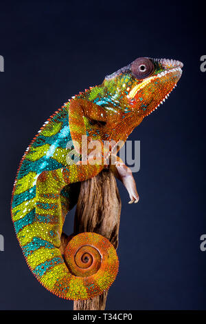 Panther chameleon poised to strike, its body glowing with a vivid spectrum of colors — emerald, turquoise, gold, and blue in dazzling display. Stock Photo