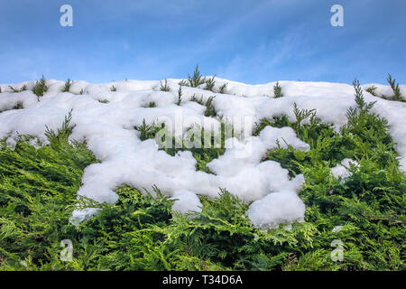 Melting snow on a green Leylandii hedge in bright sun and blue sky, symbolising the coming of Spring. Stock Photo