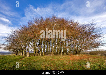 WIDE ANGLE VIEW OF WINGREEN BEECH TREE COPSE SHOWING AUTUMN COLOURS WITH A DRAMATIC BLUE SKY IN DORSET UK Stock Photo