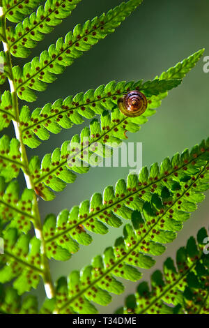 British snail on a forest fern. Stock Photo