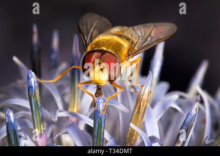 Extreme close-up of a marmalade hoverfly (Episyrphus balteatus) on a pollen covered Echinops ritro flower, showing both compound eyes and wing detail. Stock Photo
