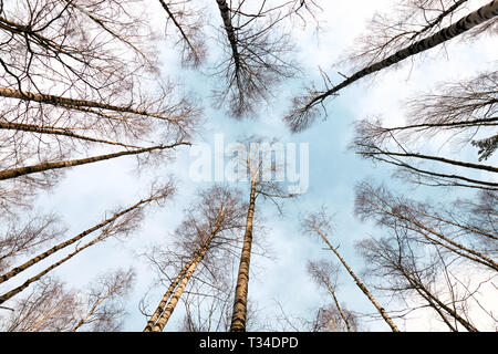 winter forest at sunny day Stock Photo