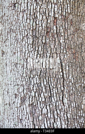 Tree bark texture, Tree trunk pattern Stock Photo