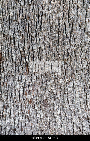 Tree bark texture, Tree trunk Stock Photo