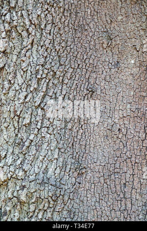 Holm Oak, Quercus ilex, Tree bark texture, Tree trunk Stock Photo