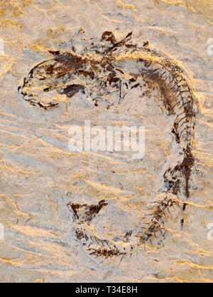 A Fossilised fish found in limestone rock in Poland shows skeletal detail and anatomy after millions of years. Stock Photo