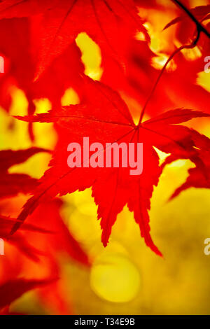 Soft focuscolourful  Autumn image of Japanese Maple leaves. Stock Photo