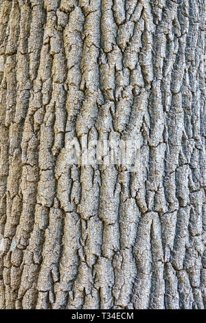 Fraxinus angustifolia, Tree bark texture, Tree trunk Stock Photo