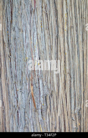 Monterey Cypress, Cupressus macrocarpa, Tree bark texture, Tree trunk Stock Photo