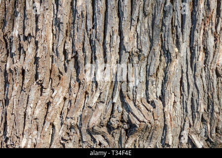 Bur Oak, Quercus macrocarpa, Tree bark texture, Tree trunk Stock Photo