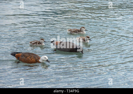 Mother and father ducks are teaching their ducklings how to find food in the shallow water of Lake Wakatipu, New Zealand Stock Photo