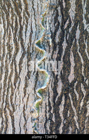 Candelabra Tree, Euphorbia candelabrum, Tree bark texture, Tree trunk Stock Photo