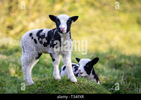 Two  newborn Jacob sheep lamb having a rest in fresh green pasture and morning sunshine. Stock Photo