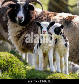 Jacob sheep mother with her two adorable new-born lambs Stock Photo