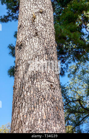 Calabrian pine, Pinus brutia, Tree bark texture, Tree trunk Stock Photo