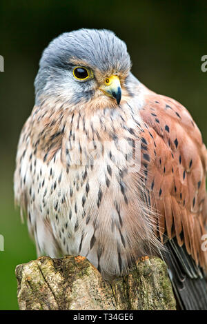 Common kestrel at rest, revealing intricate plumage patterns and warm russet tones against a soft green backdrop. Stock Photo