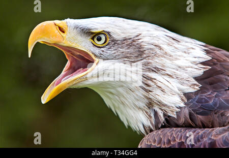 A fierce bald eagle with hooked beak wide open, piercing eyes blazing as it lets out a powerful call, embodying wild strength and untamed spirit Stock Photo