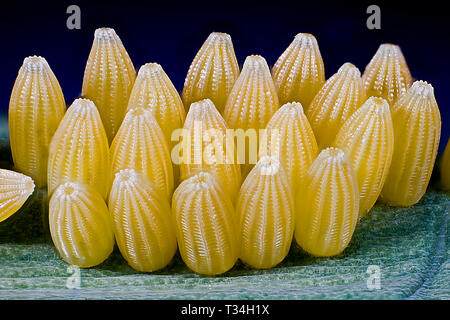 Close-up of Cabbage White butterfly eggs on a cabbage underside, revealing delicate ribbed textures and translucent yellow casings in precise detail. Stock Photo