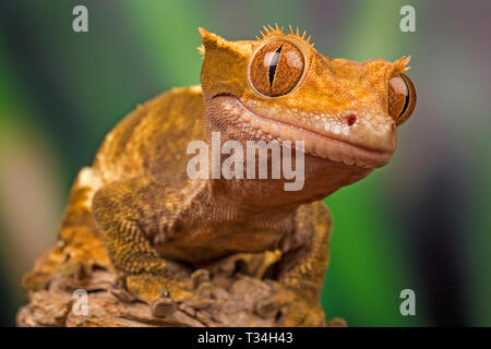 Low-angle portrait of a big-eyed, smiling crested gecko perched on wood, vibrant orange skin glowing against a soft green natural bokeh background. Stock Photo