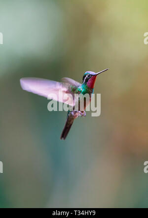 Purple-throated Mountain-Gem hummingbird hovering against a clean background Stock Photo