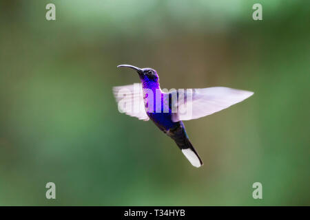 Violet Sabrewing hummingbird hovering