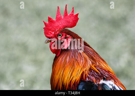 Portrait of a rooster, Indonesia Stock Photo