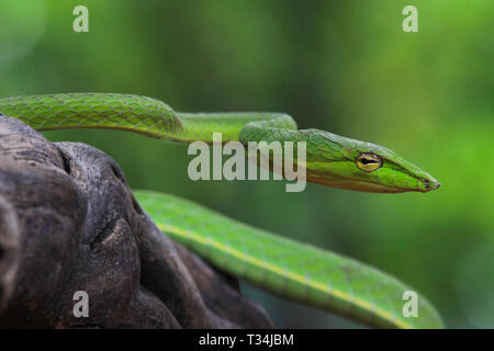 Close-up of a smooth green snake (Opheodrys vernalis), Indonesia Stock Photo