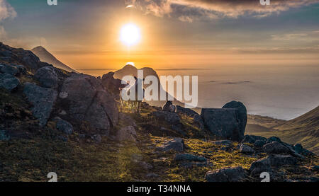 Sheep in the midnight sun taken from Myrlands skaret, Flakstad, Lofoten, Nordland, Norway Stock Photo
