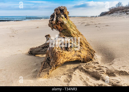 A tree root lies on the beach of the Baltic Sea, Kolobrzeg, West Pomeranian, Poland, Europe Stock Photo