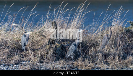 Four Great Blue Herons on beach amongst the reeds, British Columbia, Canada Stock Photo