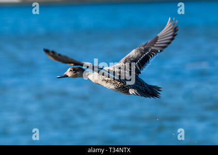 Mallard duck in flight over a lake, British Columbia, Canada Stock Photo