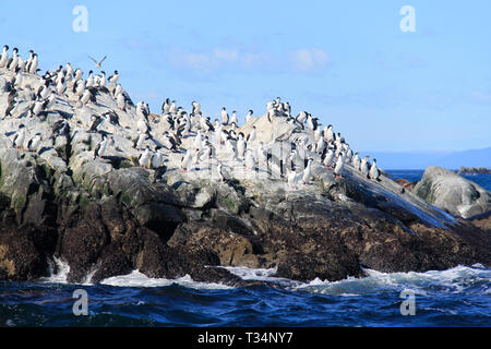 A colony of Imperial shag (Leucocarbo atriceps), Tierra del Fuego, Argentina Stock Photo