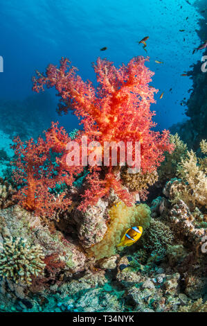 Soft coral [Dendronephthya sp.] with a Magnificent anemone [Heteractis magnifica] and a Red Sea anemonefish [Amphoprion bicinctus].  Egypt, Red Sea. Stock Photo