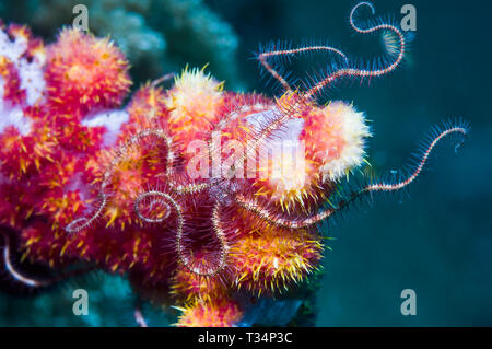 Dark red-spined brittlestar [Ophiothrix purpurea] perched on soft coral.  Indonesia.  Indo-West Pacific. Stock Photo