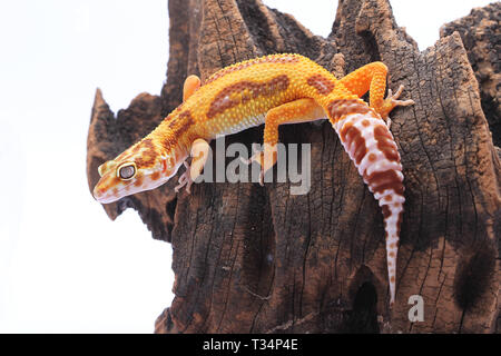 Leopard gecko on a piece of wood, Indonesia Stock Photo