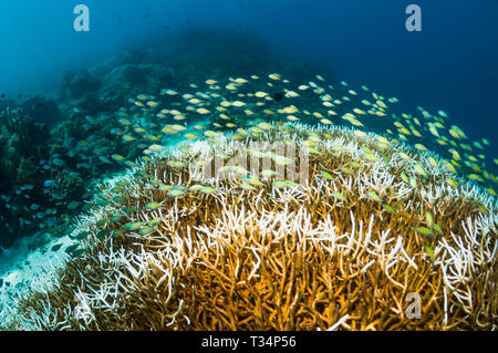 Blue green Chromis [Chromis viridis] over acropora coral in which they shelter.  Bunaken Marine Park, North Sulawesi, Indonesia.  Indo-West Pacific. Stock Photo