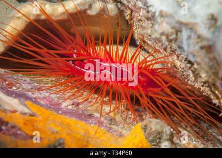 Flame File Shell, Flashing File Shell [Ctenoides ales].  North Sulawesi, Indonesia.  Indo-West Pacific. Stock Photo