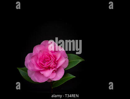 A stunningly sharp portrait of a pink rose against a dark black background. The rose is focused to the left of the frame for copy space. Stock Photo