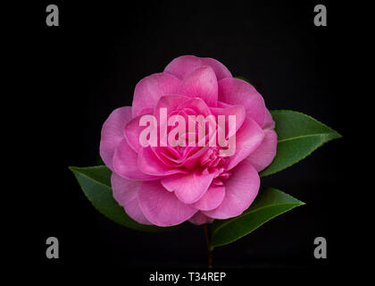 A stunningly sharp portrait of a pink rose against a dark black background. The rose is focused to the left of the frame for copy space. Stock Photo
