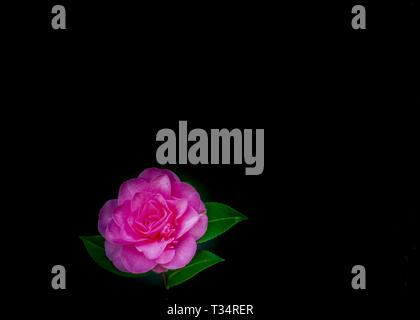 A stunningly sharp portrait of a pink rose against a dark black background. The rose is focused to the left of the frame for copy space. Stock Photo