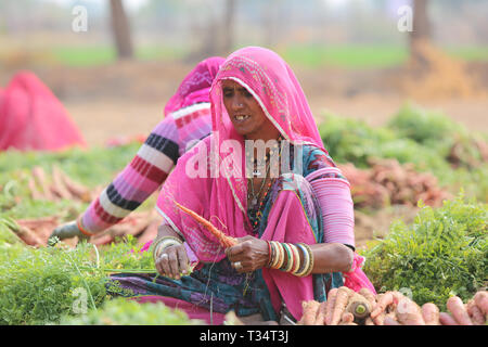 Indian farmers working in the field - landscape of Rajasthan - India Agriculture Stock Photo