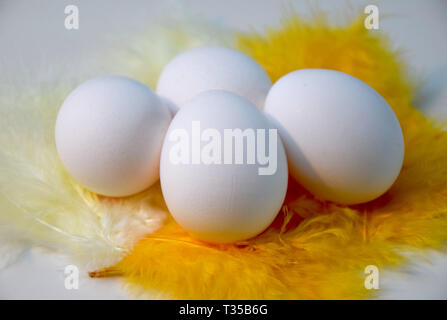 Four white eggs on yellow and white feathers Stock Photo