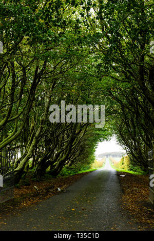 Road passing through a tunnel in the trees at the Castle of Mey in north-eastern Scotland. Stock Photo