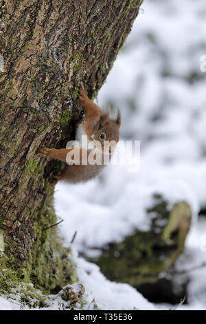 Red Squirrel, Sciurus vulgaris, hanging on to tree Stock Photo