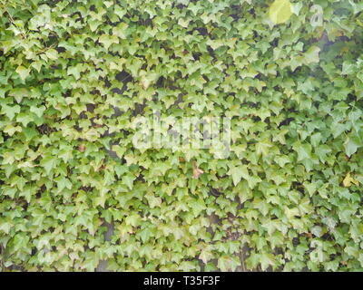 English ivy [Hedera helix] leaves on a wall Stock Photo