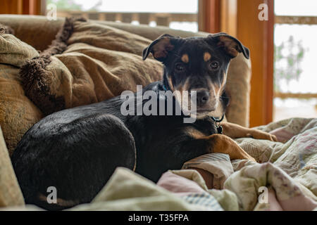This orphaned puppy was recently adopted from a rescue organization but is now happy participating in his family's vacation at a mountain cabin. Stock Photo