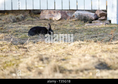 Small black rabbit on a field eating grass in front of a white fence Stock Photo
