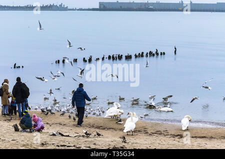 people feed seabirds, swans and seagulls on the shore, Baltic sea coast, Kaliningrad region, Russia, December 30, 2018 Stock Photo