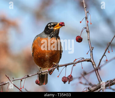 American robin (Turdus migratorius) male eating crabapples, Iowa, USA Stock Photo