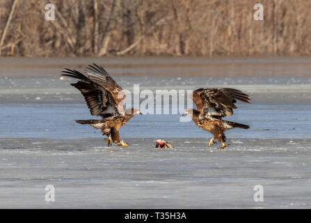 Bald eagles (Haliaeetus leucocephalus) young fighting for dead fish on ice of a melting lake, Iowa, USA Stock Photo